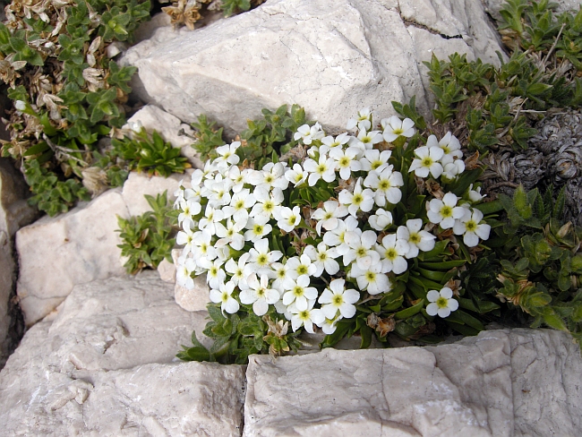 Androsace mathildae / Androsace abruzzese